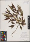 Foto von Salix fragilis L.